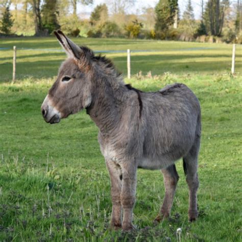 o google é burro|O Google é burro